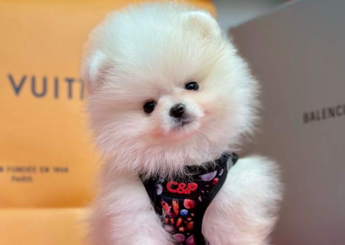 Safkan Pomeranian Boo Bebekler